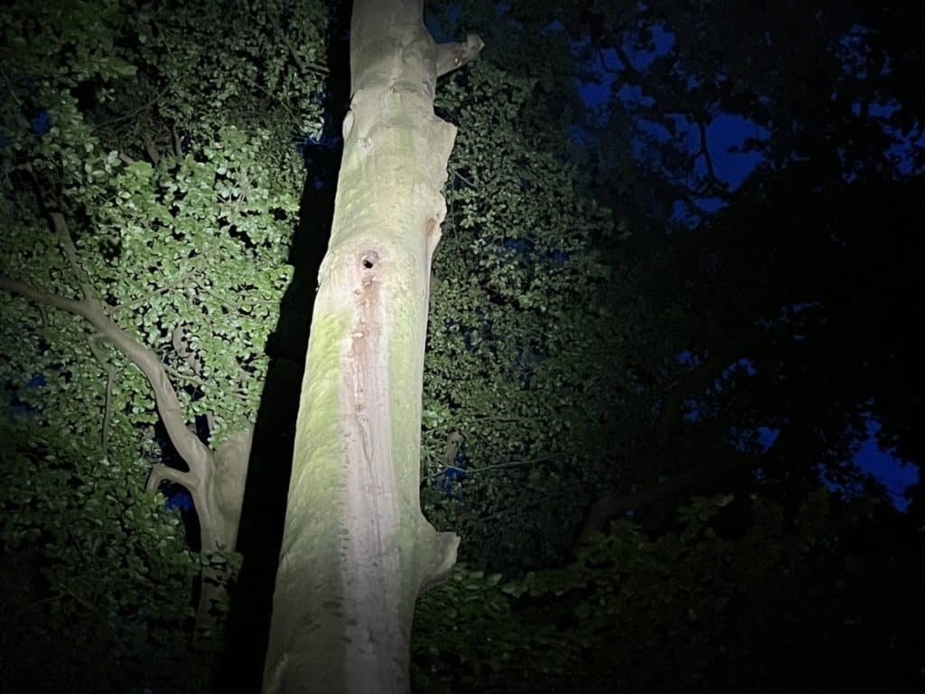 Vleermuisonderzoek bij een kolonieboom in Slochteren